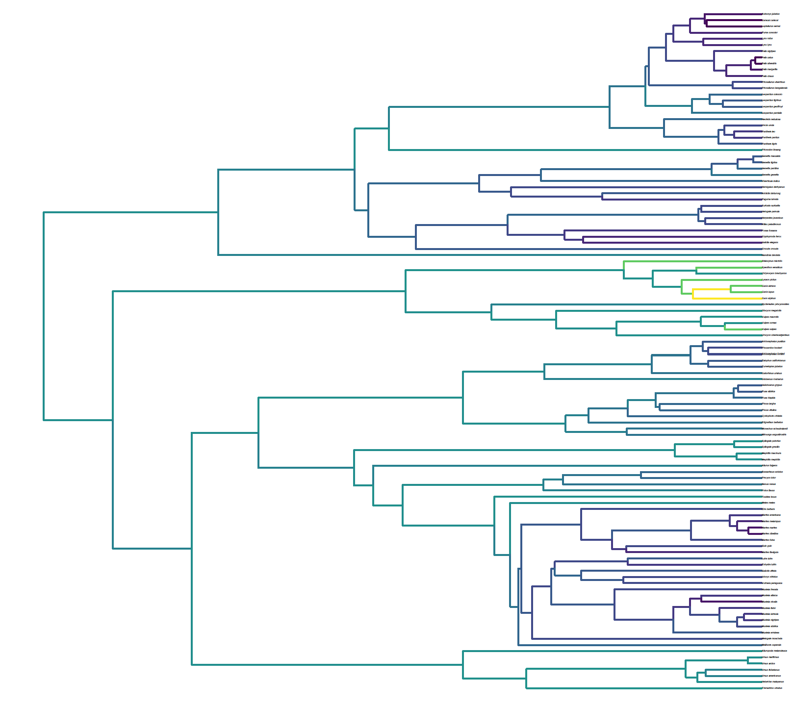 Carnivores scaled phylogeny